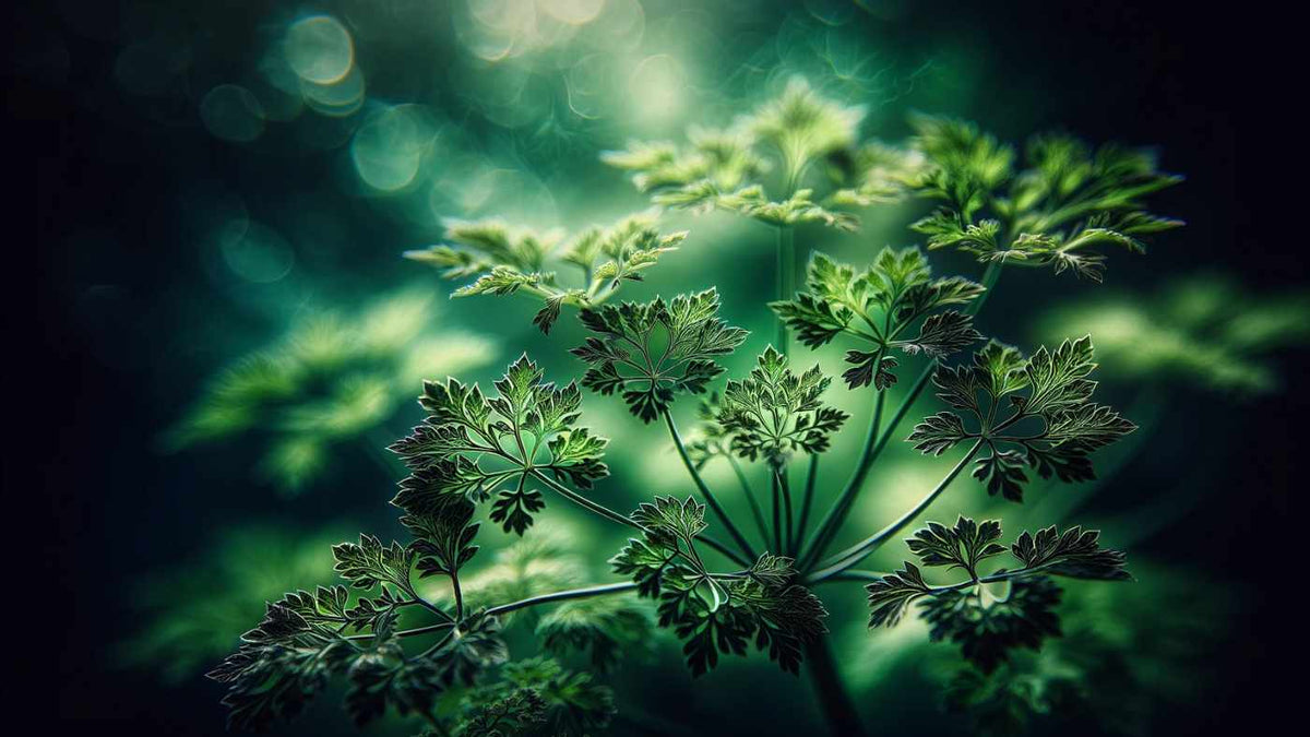 All About Chervil Using it, Health Benefits, and History