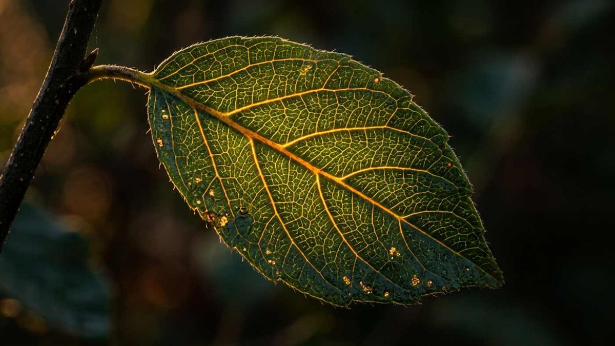 How Does MTHFR Affect Methylation? The Real Answer