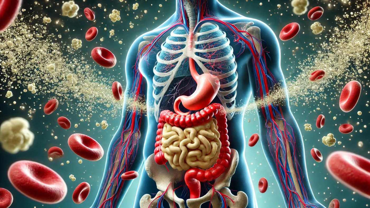 How Magnesium Is Absorbed: Key Factors for Better Health