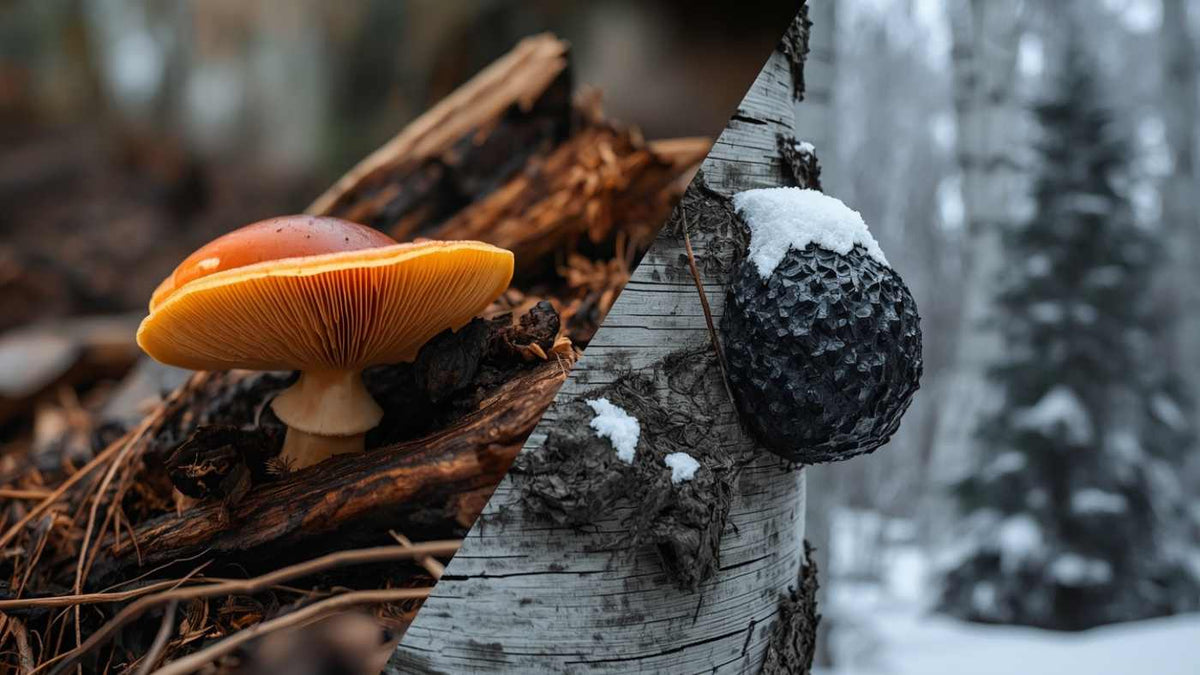 Reishi and Chaga Mushrooms: 10 Powerful Benefits You Need to Know
