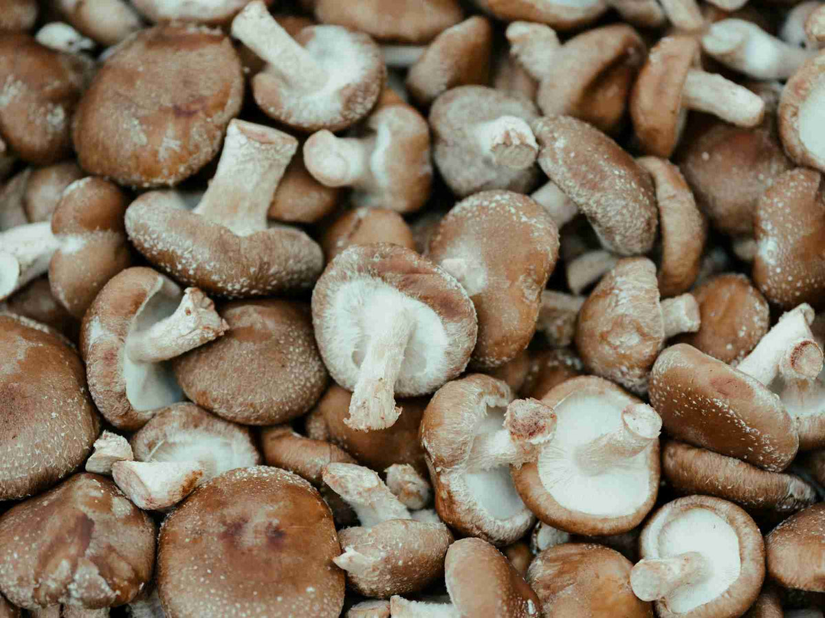 Exploring-Turkey-Tail-Mushroom-for-Cancer