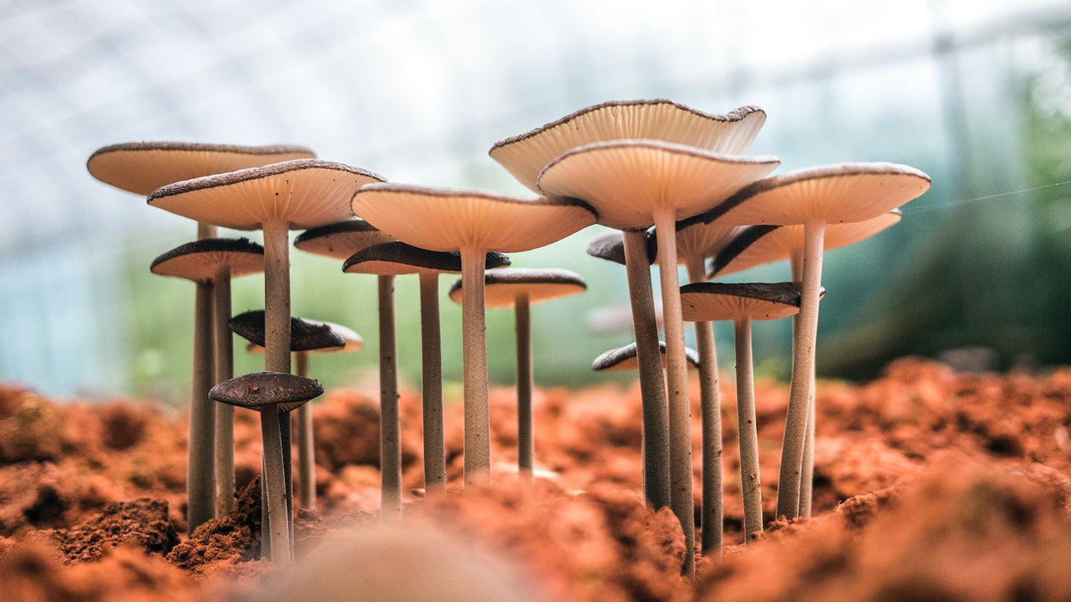 reishi-mushroom-in-coffee